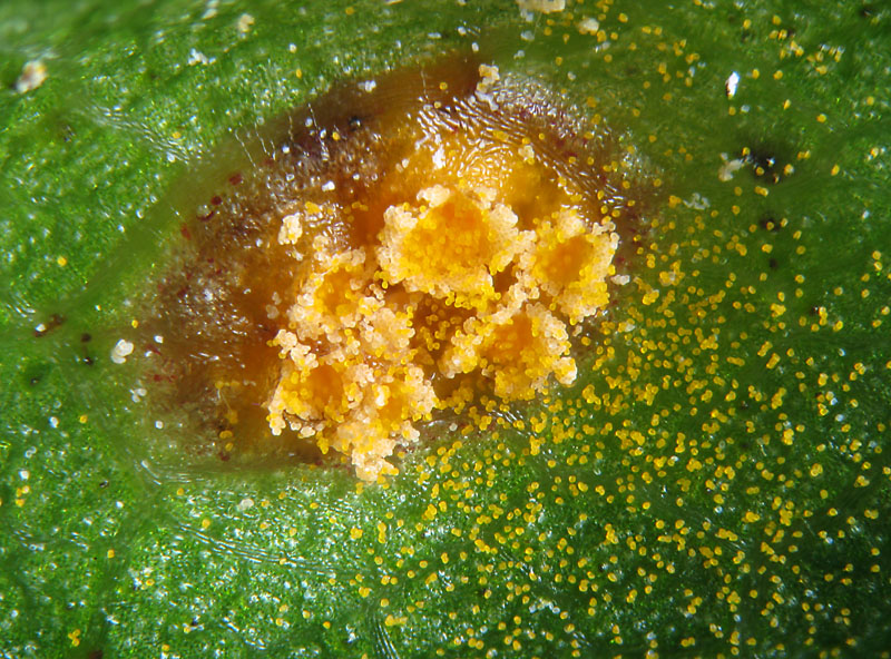 Puccinia 3 su Frangula alnus